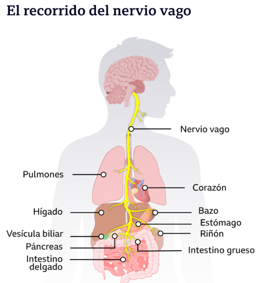 A diagram of the body

Description automatically generated