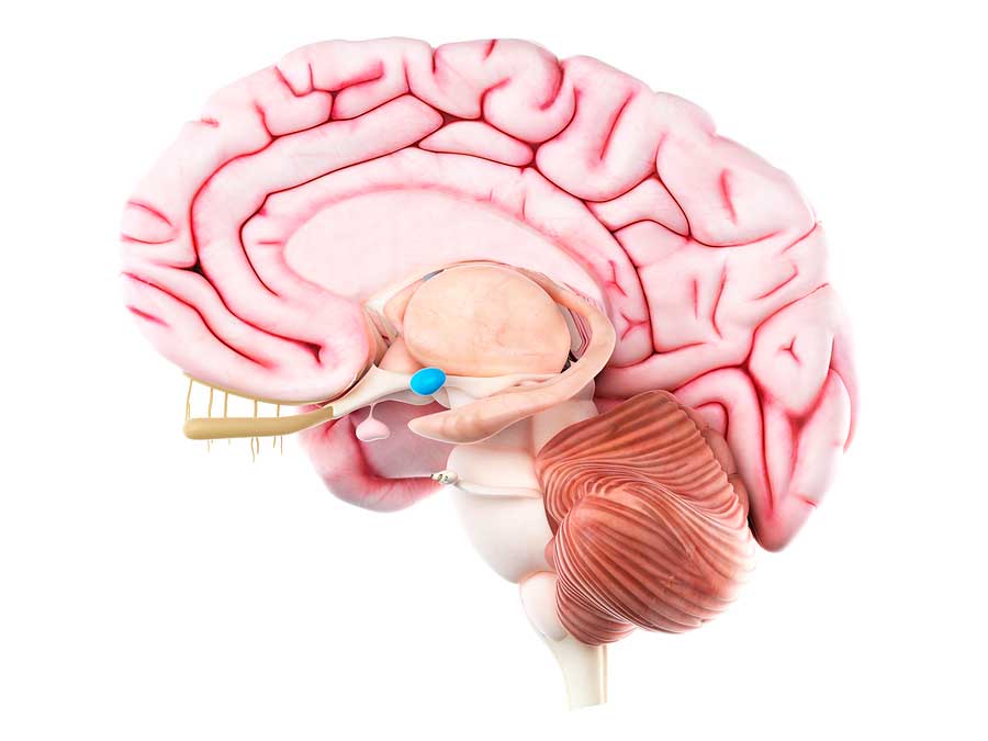 A human brain with a blue and red band

Description automatically generated with medium confidence