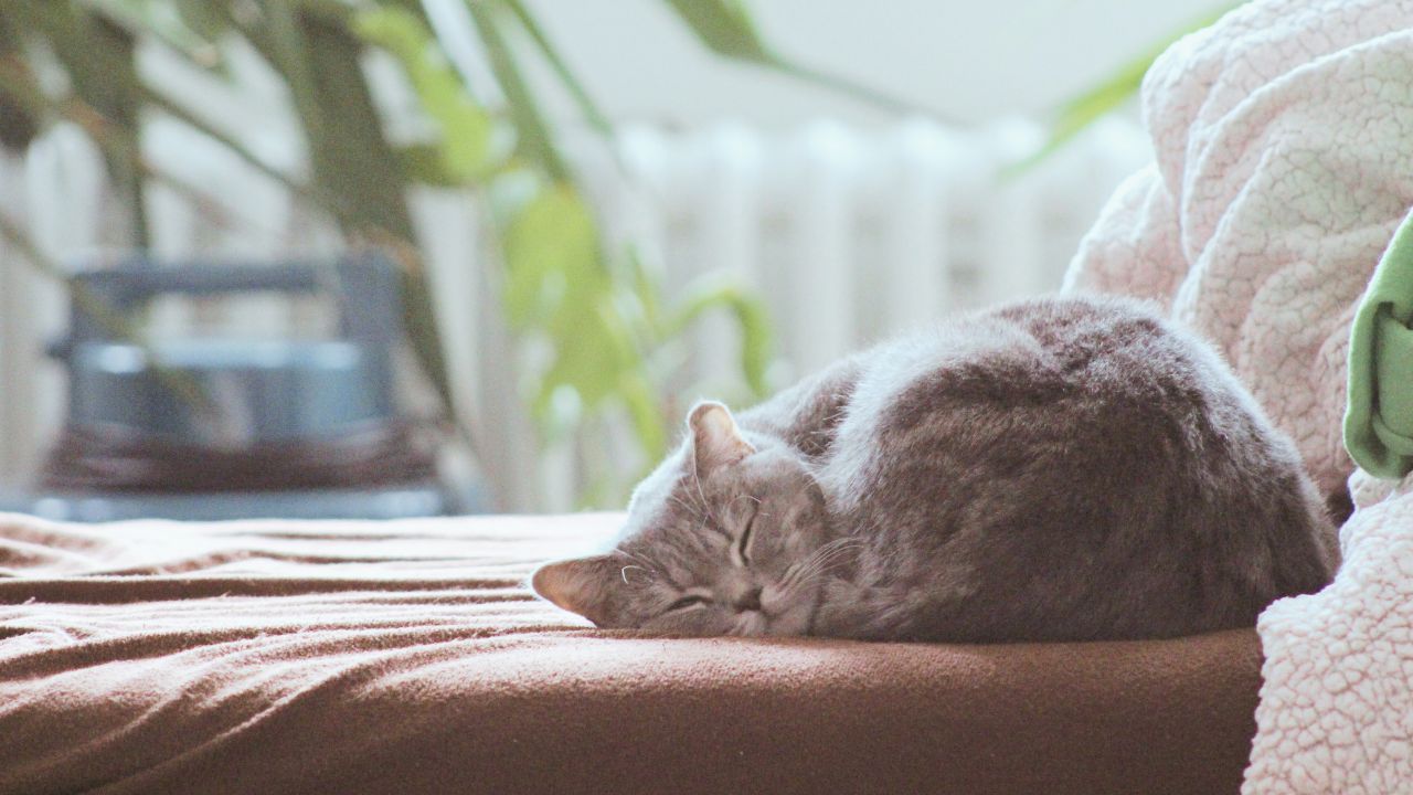 A cat sleeping on a couch

Description automatically generated